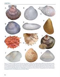 seashell identification shell identification chart book