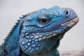 Grand Cayman Blue Iguana Cyclura Lewisi Cute Reptiles Unusual Animals Iguana