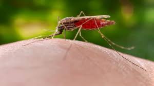 Image result for Malaria
