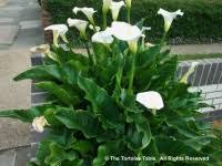 Image result for Chlorophytum amplexicaule