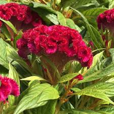Image result for Celosia nervosa