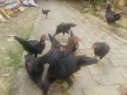 Daftar isi produk pakan ternak ayam yang beredar di pasaran pabrik pakan ternak terbesar di indonesia setelah mengetahui jenis makanan ternak untuk ayam anda, kini simak produk pakan ternak. Budidaya Ayam Kampung Sangat Menggiurkan Di Cilegon Faktabanten Co Id