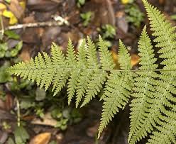 Image result for Hypolepis rugosula