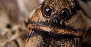 Image result for wolf spider bite skin