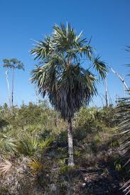 Image result for Leucothrinax morrisii