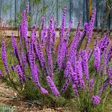 Texas Blazing Star Liatris Texas Native Plants Landscaping Native Plant Landscape Texas Native Landscaping