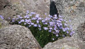 Image result for Wahlenbergia pulchella