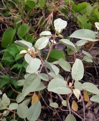 Image result for Croton pseudopulchellus