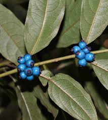 Image result for Lasianthus