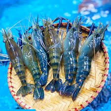 tom-song-tuoi-gach-tom-ca-chua-sa-me-hoac-me-tao-vi-chua-cay-thanh