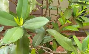 The california nutmeg, torreya californica, has a seed of. How To Grow Allspice Tree Pimenta Dioica Formerly P Officinalis Gardening Channel