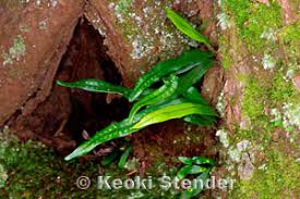 Image result for Lepisorus