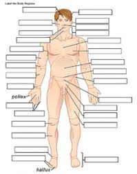 9 regions of abdomen made simple. Label The Body Regions