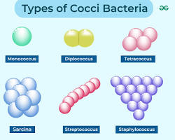 صورة Cocci bacteria