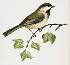 Birds Of Eastern Pa Download Premium Illustration Of Lappmes Parus Cinctus Illustrated With Images Vintage Bird Illustration Illustration Bird Illustration
