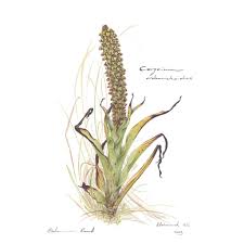 Image result for Corycium