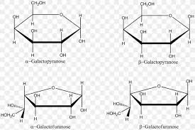 Das anomere zentrum ist hier das kohlenstoffatom in der rechten spitze des moleküls … deutsch wikipedia. Galactose Haworth Projection Fischer Projection Fructose Furanose Png 1024x681px Galactose Anomer Area Black And White Carbohydrate