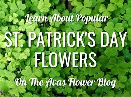 Aug 20, 2021 · procedures for baptism at st patrick's cathedral baptisms are available every sunday throughout the year unless a diocesan function is taking place. The Best Flowers For St Patrick S Day Celebrations Avas Flowers