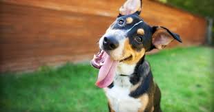 Your dog excitedly greets you. Your Dog May Love You But Doesn T Love The Sight Of Your Face Study Finds
