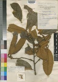 Image result for Pouteria adolfi-friederici