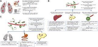 Image result for Emerging Infection