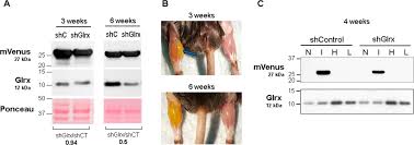 Image result for Poppy Red 1998 AAV