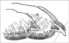 Arthritic or older cats should have their cats inspected every two months and trimmed if necessary. How To Cut Your Dog S Nails Dummies