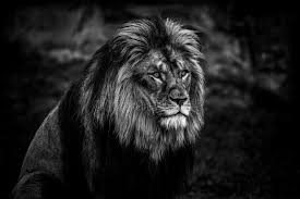 We did not find results for: 19 455 Lion Black Photos Free Royalty Free Stock Photos From Dreamstime