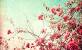 Hd Rose Flower Wallpapers 1080p
