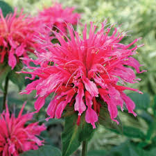 Image result for Monarda didyma
