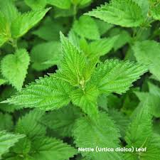 Image result for Urtica