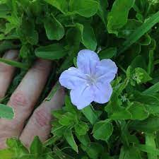 We did not find results for: What S That Weed