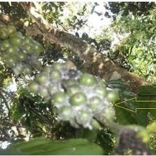 While adding extra custom menu entries to the end of the. Pdf Insecticidal Effects Of The Flavonoid Rich Fraction Of Leaves Extract Of Gamal Gliricidia Sepium On The Coffee Mealybugs Planococcus Citri Risso