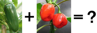 Guide To Crossing Chili Peppers