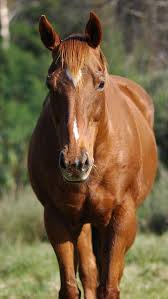 Pin By Debra Galarneau On My Favorite Animal Pins From Pinterest Horses Show Horses Animals For Kids