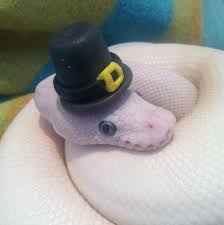Roblox hat codes can be used in almost all of the popular roblox games like salon and rhs. Snakes With Hats Because Pet Owners Get Bored Apparently