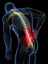 Check spelling or type a new query. The Rabbit Hole Of Back Pain What Your Doctor Doesn T Want You To Know Breaking Muscle