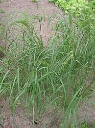 Image result for Eragrostis tef