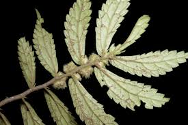 Image result for Elatostema monticola