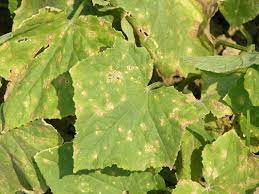 Alternaria Leaf Blight On Cucumber Leaves Plant Diseases Cucumber Plant Growing Cucumbers