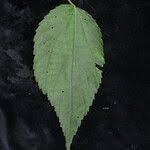 Image result for Triumfetta annua