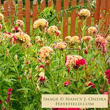 Image result for Celosia elegantissima