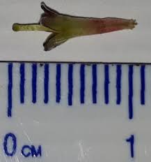 Image result for Breonadia