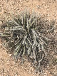 Image result for Acanthopale pubescens