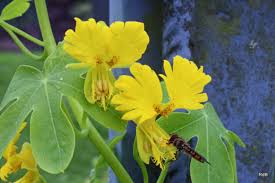 Image result for Tropaeolaceae