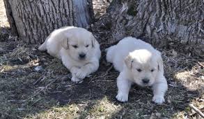 See more of golden retriever puppies on facebook. Golden Retriever Pups Akc Full Registration English Cream American For Sale In Orono Minnesota Classified Americanlisted Com