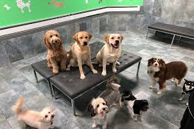 Check spelling or type a new query. Dog Daycare In Chelsea And West Village Nyc City Tails Nyc