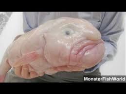 Image result for blobfish