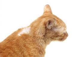They're the top cause of hair loss. Hair Loss Related To Cancer In Cats Petmd