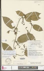 Image result for Zeuxine stammleri